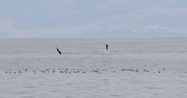 Northern Rightwhale Dolphins & Ashy Storm-Petrels